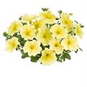 Bild von Petunia P12 Yellow